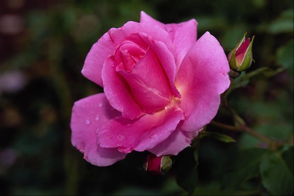 476052 Carefree Beauty Shrub Rose 'Bucbi' A4 Photo Print