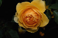 476053 Graham Thomas Shrub Rose 'Ausmas' A4 Photo Print