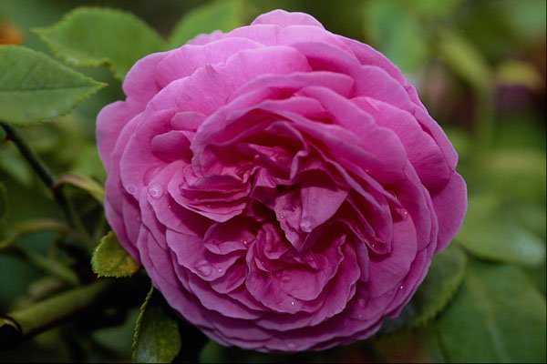 476054 Bourbon Rose 'Louise Odier' A4 Photo Print