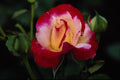 476055 Double Delight Hybrid Tea Rose 'Andeli' A4 Photo Print
