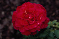 476057 Hybrid Tea Rose 'Mister Lincoln' A4 Photo Print