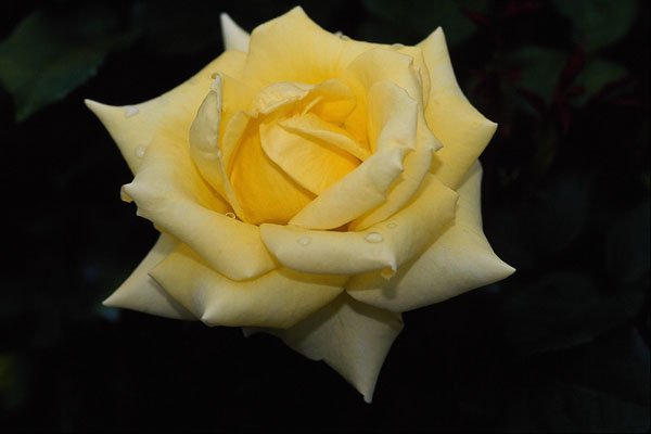 476058 Hybrid Tea Rose 'Helmut Schmidt' A4 Photo Print