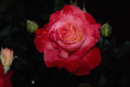 476059 Hybrid Tea Rose 'Brigadoon' A4 Photo Print