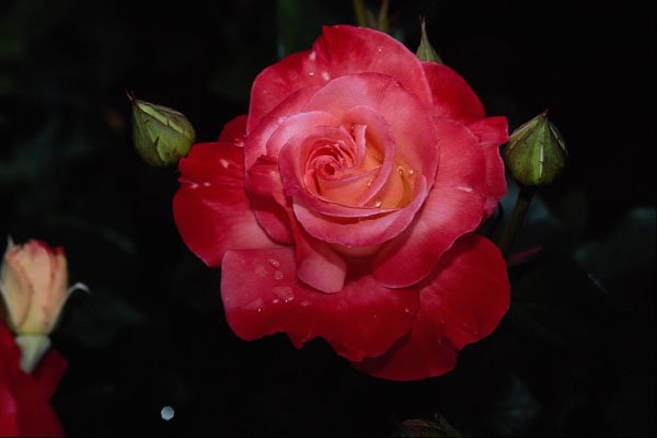 476059 Hybrid Tea Rose 'Brigadoon' A4 Photo Print