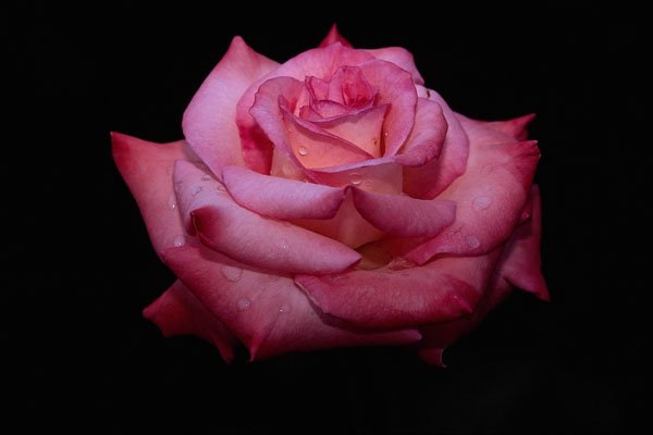 476060 Hybrid Tea Rose 'Sheer Elegance' A4 Photo Print