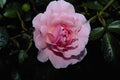 476061 Shrub Rose 'Golden Wings' A4 Photo Print