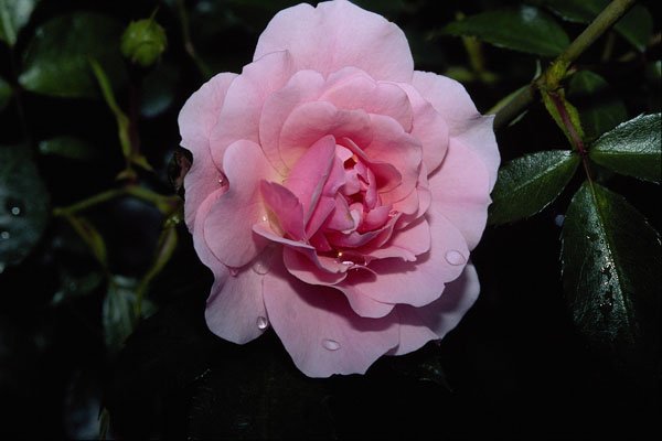 476061 Shrub Rose 'Golden Wings' A4 Photo Print