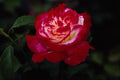 476062 Double Delight Hybrid Tea Rose 'Andeli' A4 Photo Print