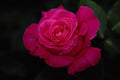 476063 Hybrid Tea Rose 'Pink Peace' A4 Photo Print