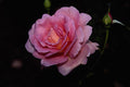476064 Hybrid Tea Rose 'Tiffany' A4 Photo Print