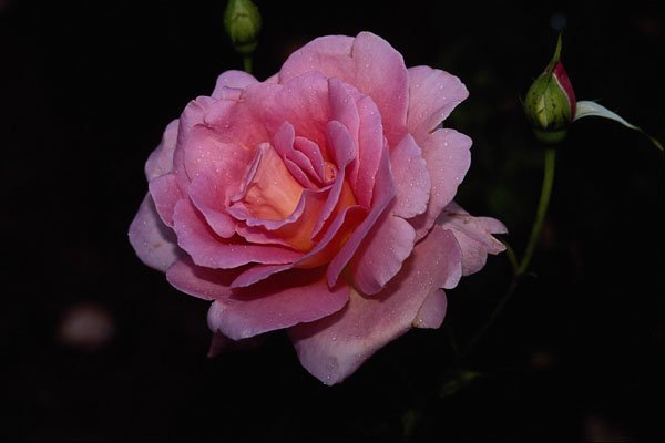 476064 Hybrid Tea Rose 'Tiffany' A4 Photo Print