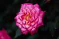 476065 Hybrid Tea Rose A4 Photo Print