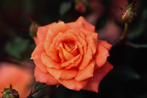 476066 Hybrid Tea Rose A4 Photo Print