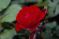 476067 Floribunda 'Europeana' A4 Photo Print