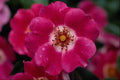 476068 Pink Meidiland (tm) Shrub Rose 'Meipoque' A4 Photo Print