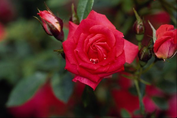 476069 Starina Miniature Rose 'Meigabi' A4 Photo Print