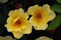 476070 Shrub Rose 'Golden Wings' A4 Photo Print
