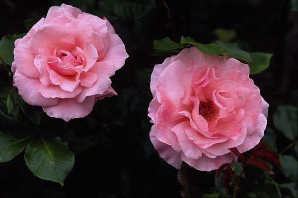 476071 Shrub Rose A4 Photo Print