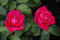 476072 Hybrid Tea Rose 'Miss All American Beauty' A4 Photo Print