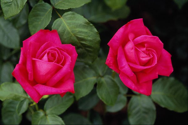 476072 Hybrid Tea Rose 'Miss All American Beauty' A4 Photo Print