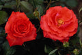 476073 Floribunda A4 Photo Print