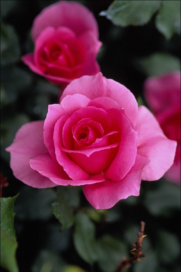 476074 Shrub Rose 'Country Dance' A4 Photo Print