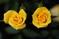 476075 Hybrid Tea Rose 'Oregold' A4 Photo Print