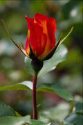 476076 Floribunda 'Charisma' A4 Photo Print