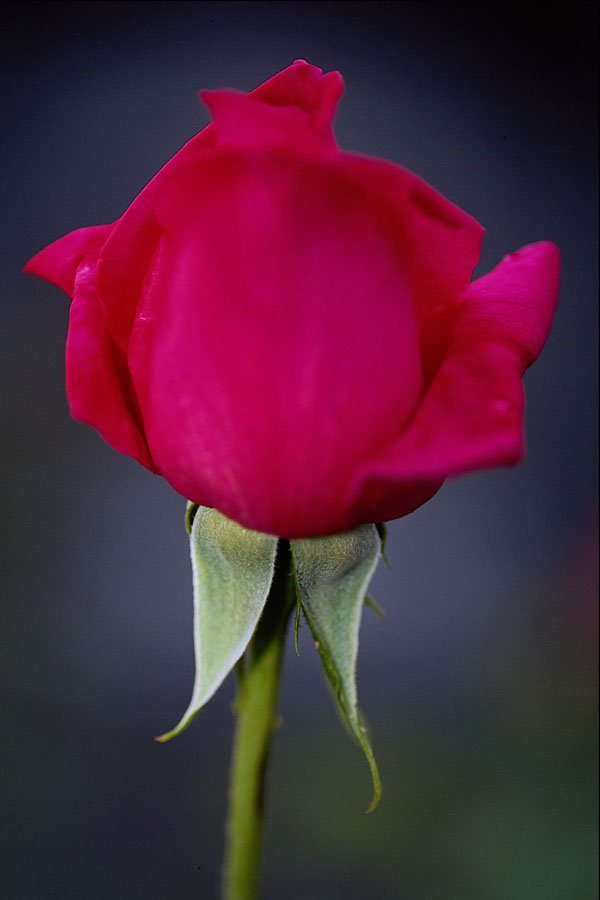 476077 Hybrid Tea Rose 'Miss All American Beauty' A4 Photo Print