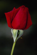 476078 Hybrid Tea Rose 'Chrysler Imperial' A4 Photo Print