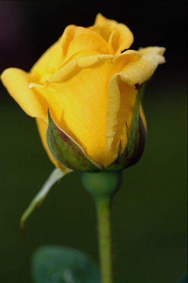 476079 Hybrid Tea Rose 'Oregold' A4 Photo Print