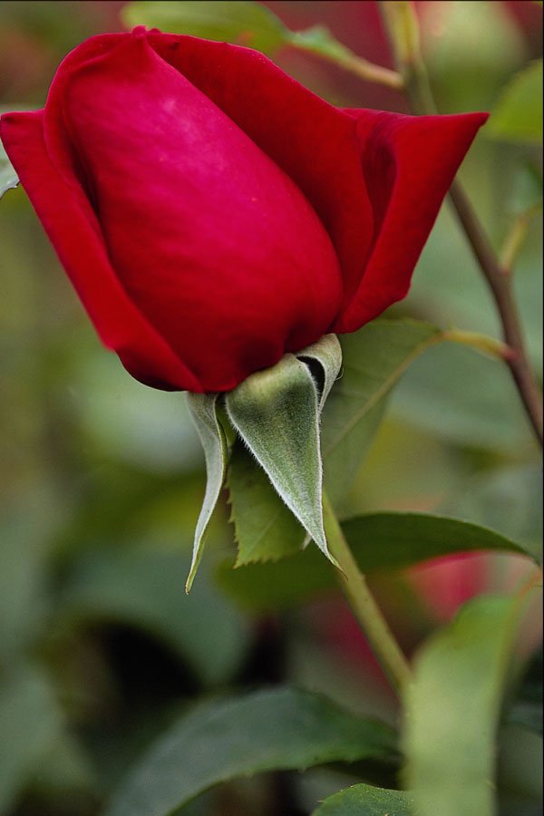 476080 Hybrid Tea Rose A4 Photo Print
