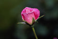 476081 Grandiflora Rose 'Pink Parfait' A4 Photo Print