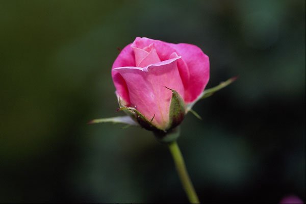 476081 Grandiflora Rose 'Pink Parfait' A4 Photo Print
