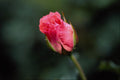 476082 Floribunda 'Pleasure' A4 Photo Print