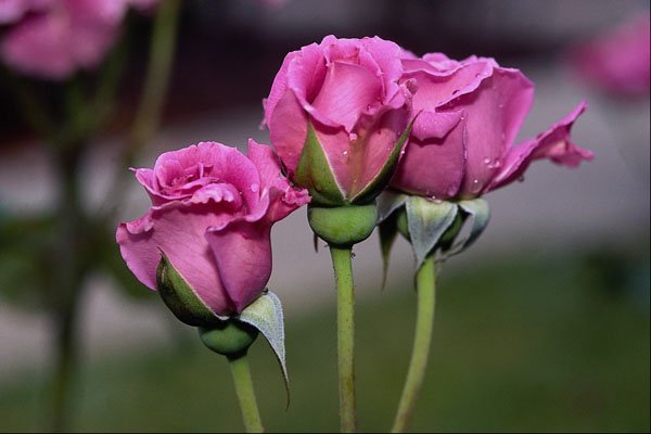 476083 Floribunda 'Angel Face' A4 Photo Print