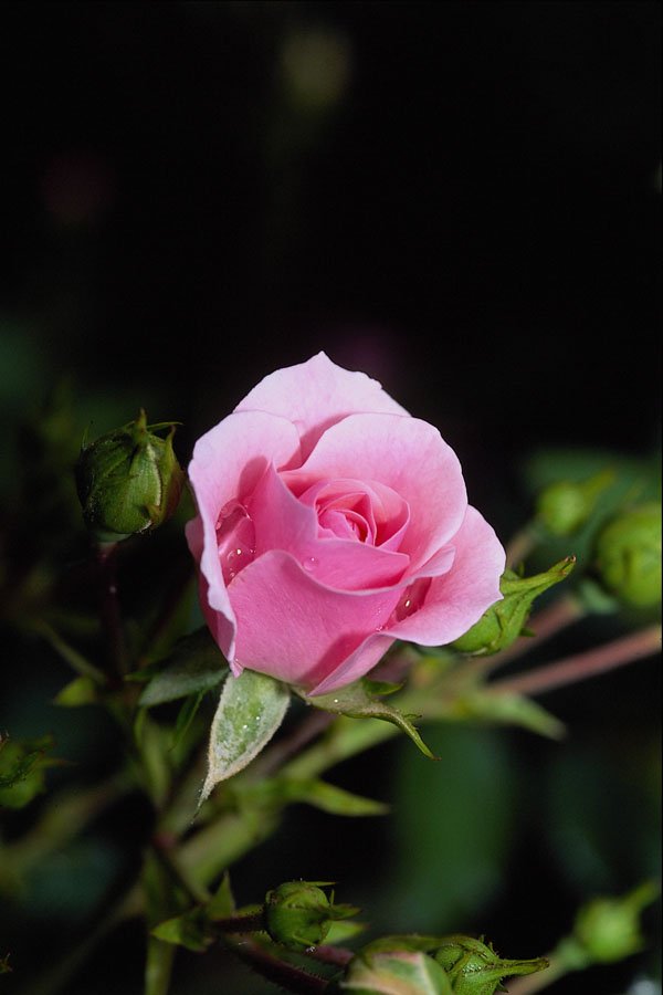 476084 Bonica Shrub Rose 'Meidomanac' A4 Photo Print