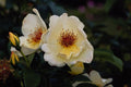 476085 Shrub Rose 'Golden Wings' A4 Photo Print