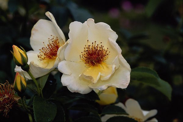 476085 Shrub Rose 'Golden Wings' A4 Photo Print