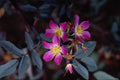 476086 Red Leaf Rose 'Rose Rubrifolia' A4 Photo Print