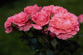 476087 Floribunda 'Pleasure' A4 Photo Print