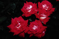 476088 Grandiflora 'Love' A4 Photo Print