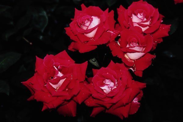 476088 Grandiflora 'Love' A4 Photo Print
