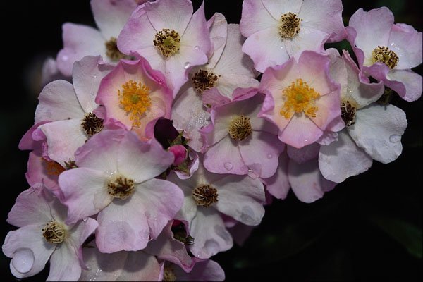 476089 Hybrid Musk Rose 'Ballerina' A4 Photo Print