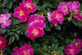 476090 Kordesii Rose 'William Baffin' A4 Photo Print