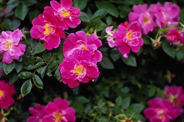 476090 Kordesii Rose 'William Baffin' A4 Photo Print