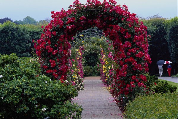 476091 Climbing Rose Arches A4 Photo Print