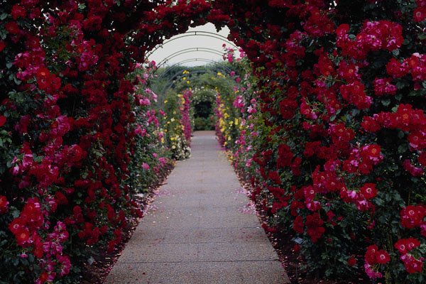476092 Climbing Rose Arches A4 Photo Print