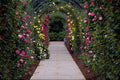 476093 Rose Arches A4 Photo Print