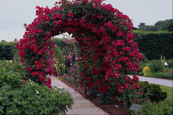 476094 Red Rose Arches A4 Photo Print
